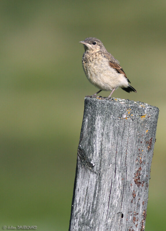 Northern Wheatearjuvenile, identification