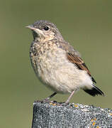 Northern Wheatear