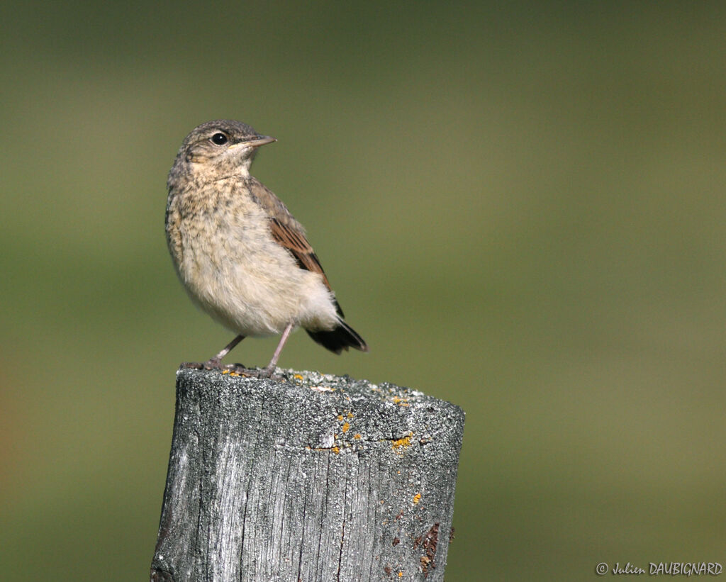 Traquet motteuxjuvénile, identification