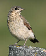 Northern Wheatear