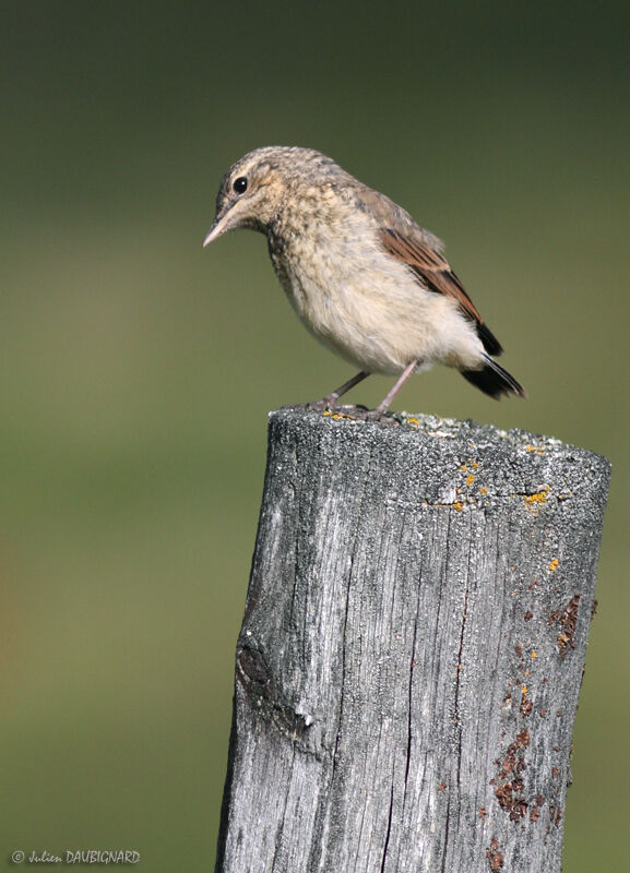 Traquet motteuxjuvénile, identification