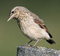 Northern Wheatear