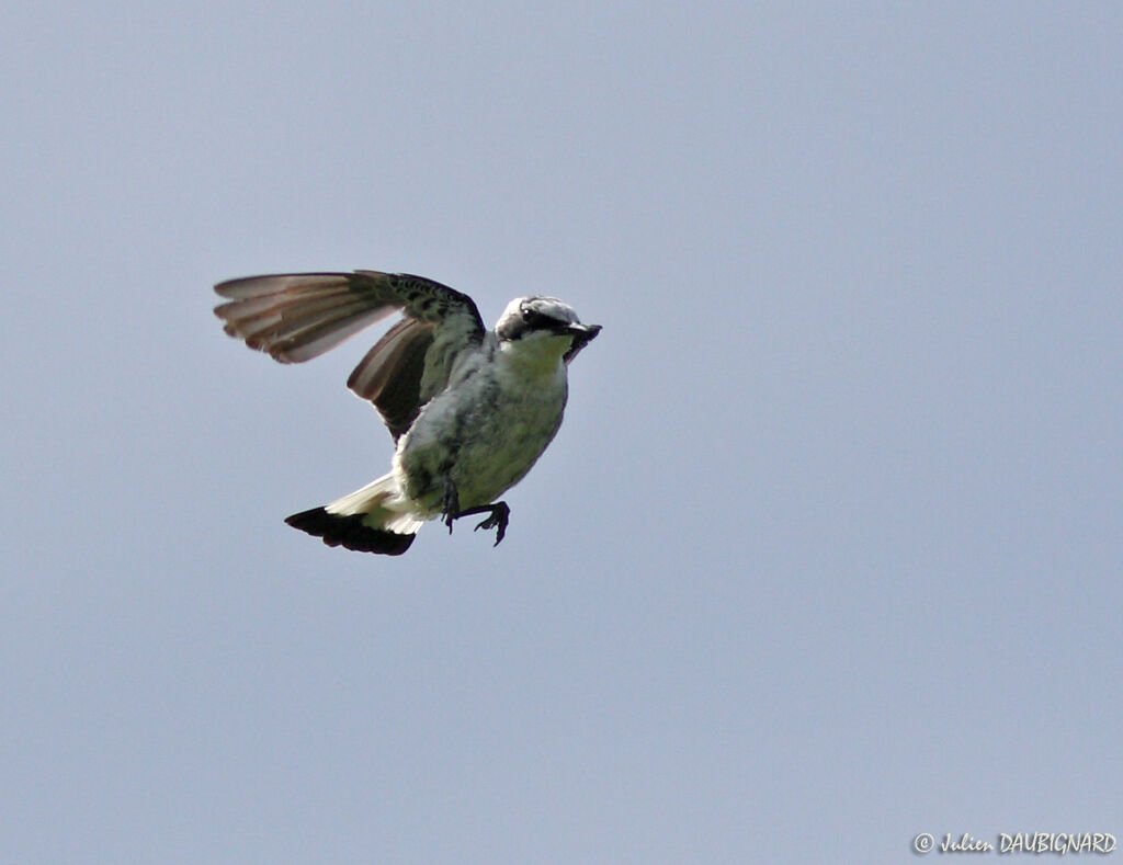 Northern Wheatear male, Flight