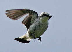 Northern Wheatear