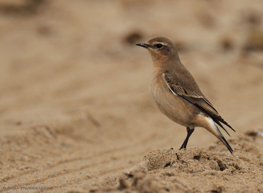 Northern WheatearFirst year, identification