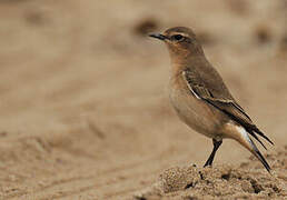 Northern Wheatear