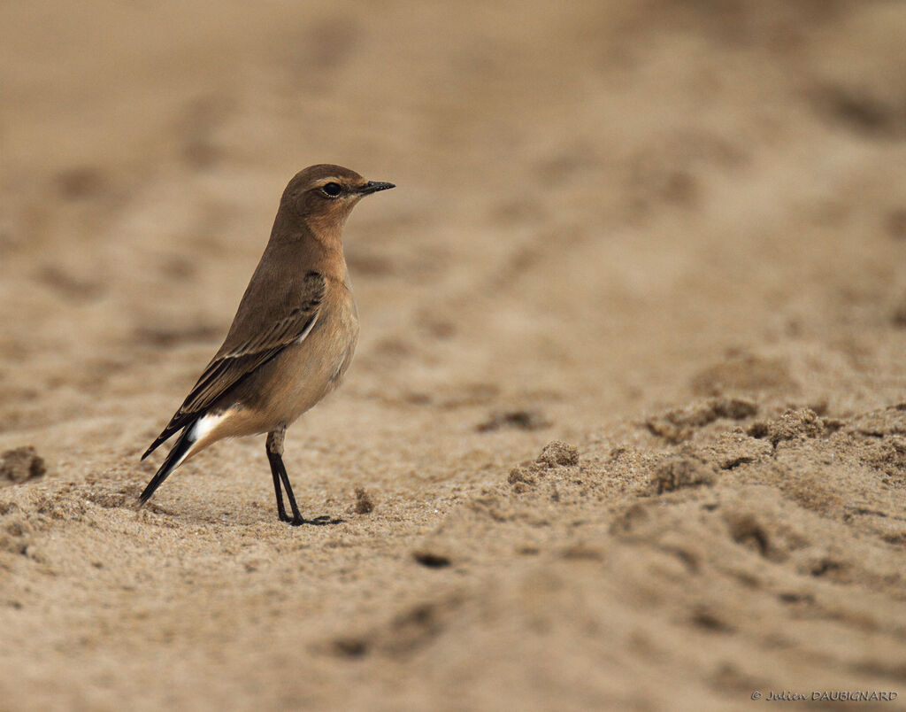 Northern WheatearFirst year, identification