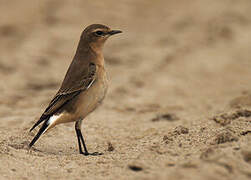 Northern Wheatear