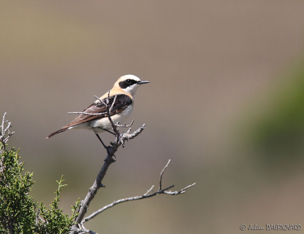 Black-eared Wheatear, identification