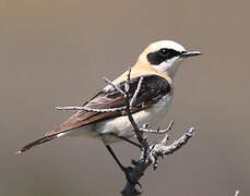 Black-eared Wheatear