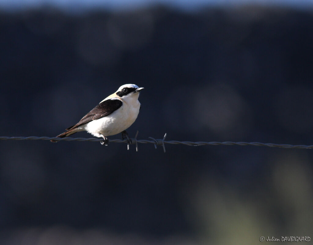 Black-eared Wheatear, identification