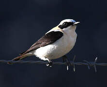 Black-eared Wheatear