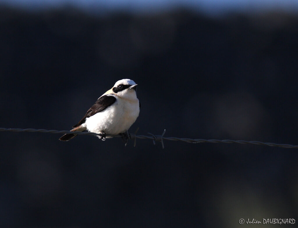 Black-eared Wheatear, identification