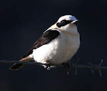 Black-eared Wheatear