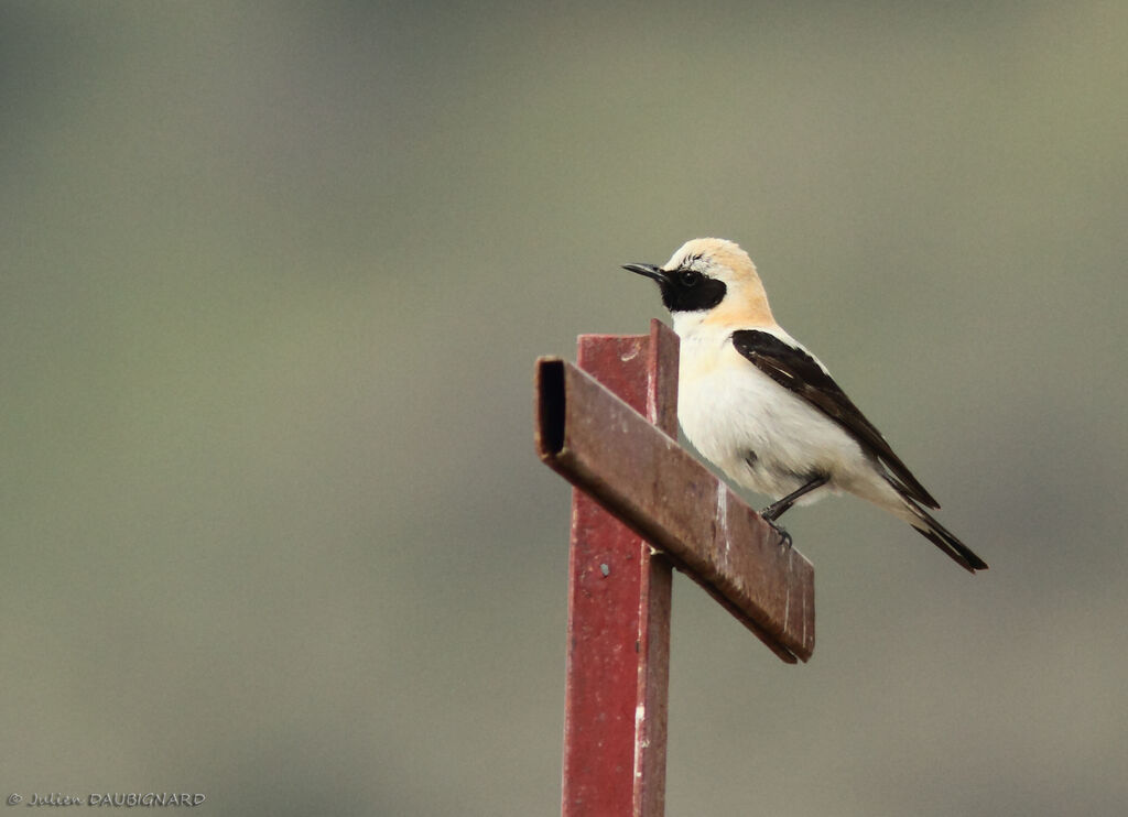 Western Black-eared Wheatear, identification