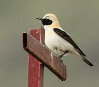 Western Black-eared Wheatear