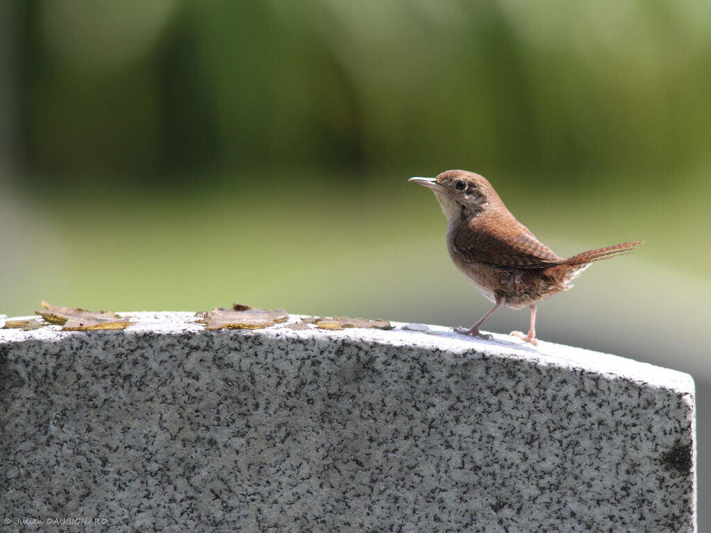 House Wrenadult, identification