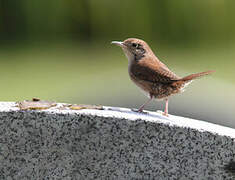 House Wren