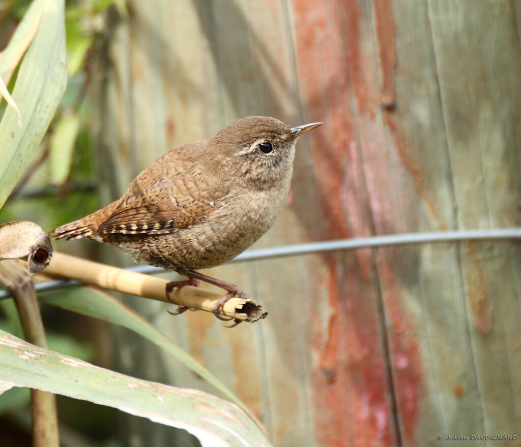 Eurasian Wren, identification