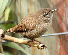 Eurasian Wren