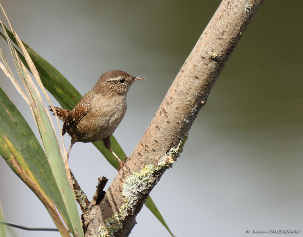 Eurasian Wren, identification