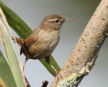 Eurasian Wren