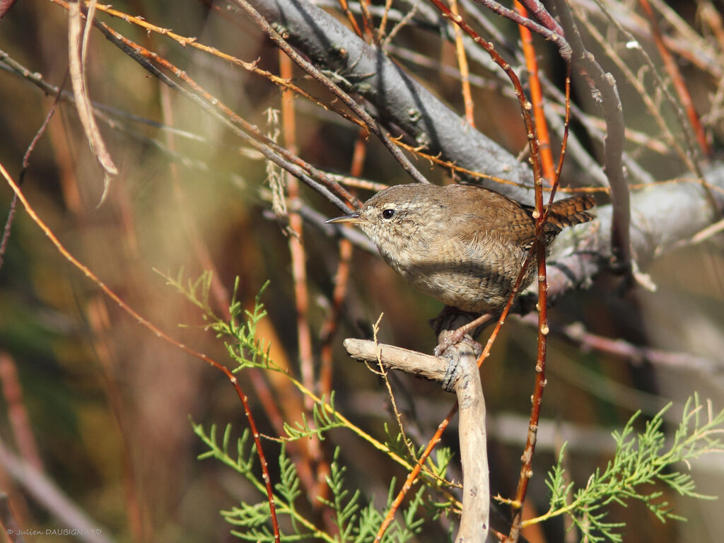 Troglodyte mignonadulte, identification