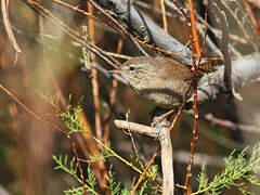 Eurasian Wren