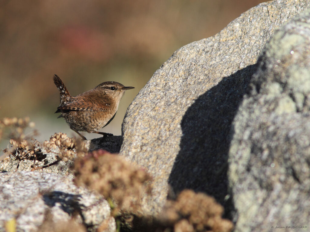 Eurasian Wren, identification