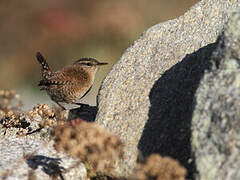 Eurasian Wren