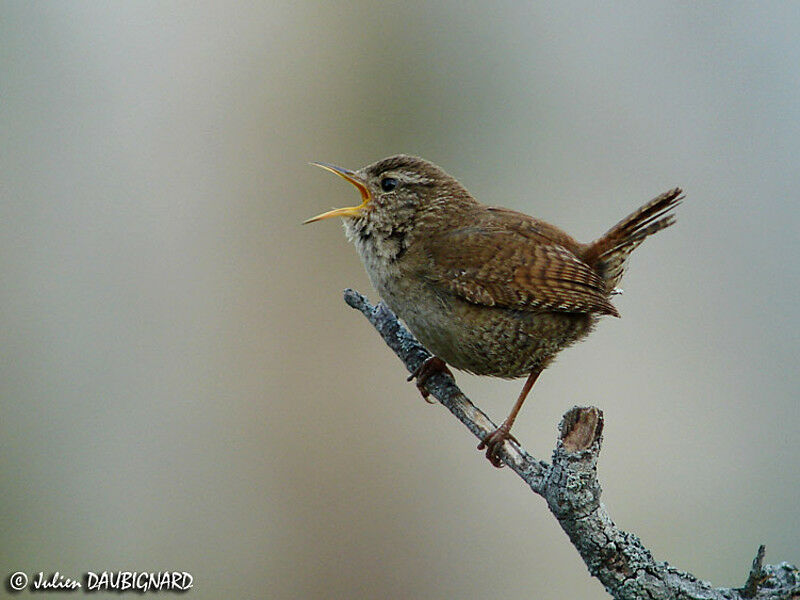 Eurasian Wren