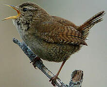 Eurasian Wren