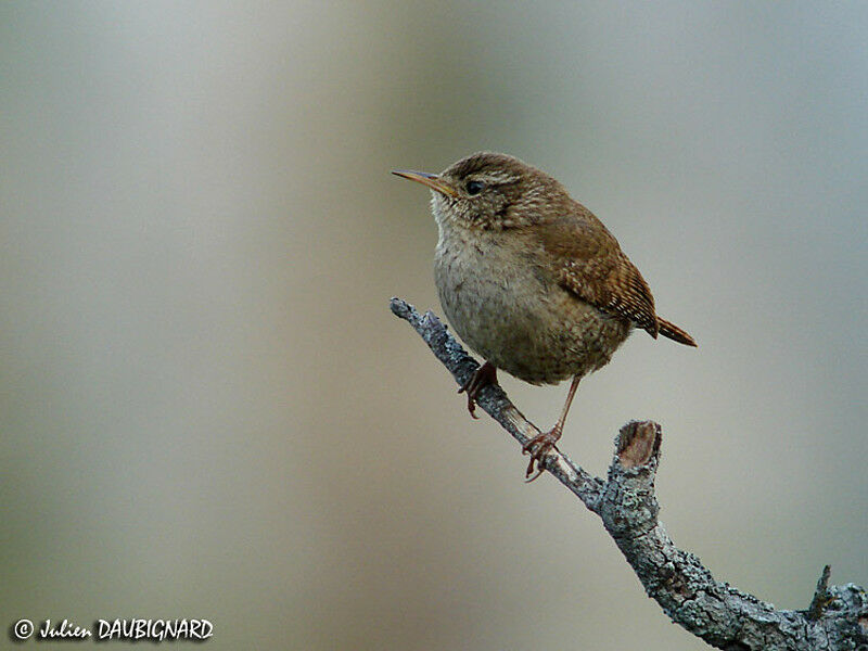 Eurasian Wren