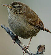 Eurasian Wren