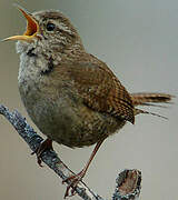 Eurasian Wren