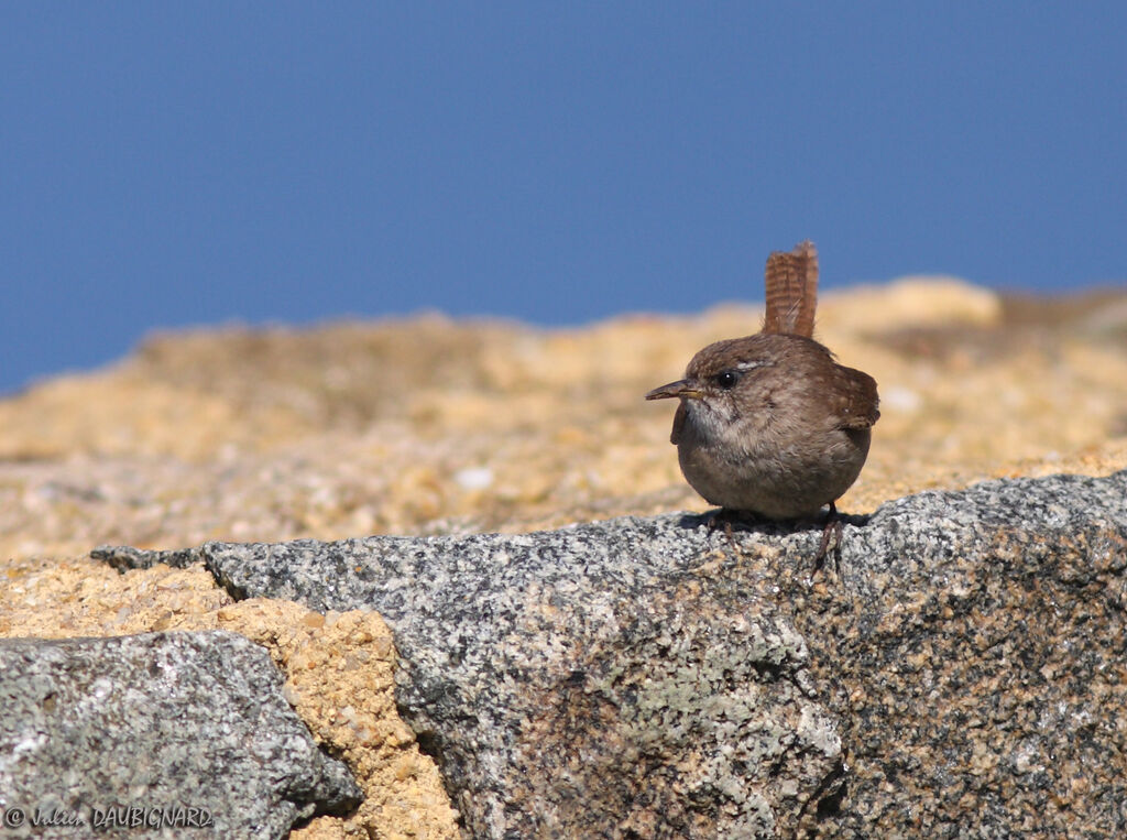 Eurasian Wren, identification