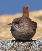 Eurasian Wren