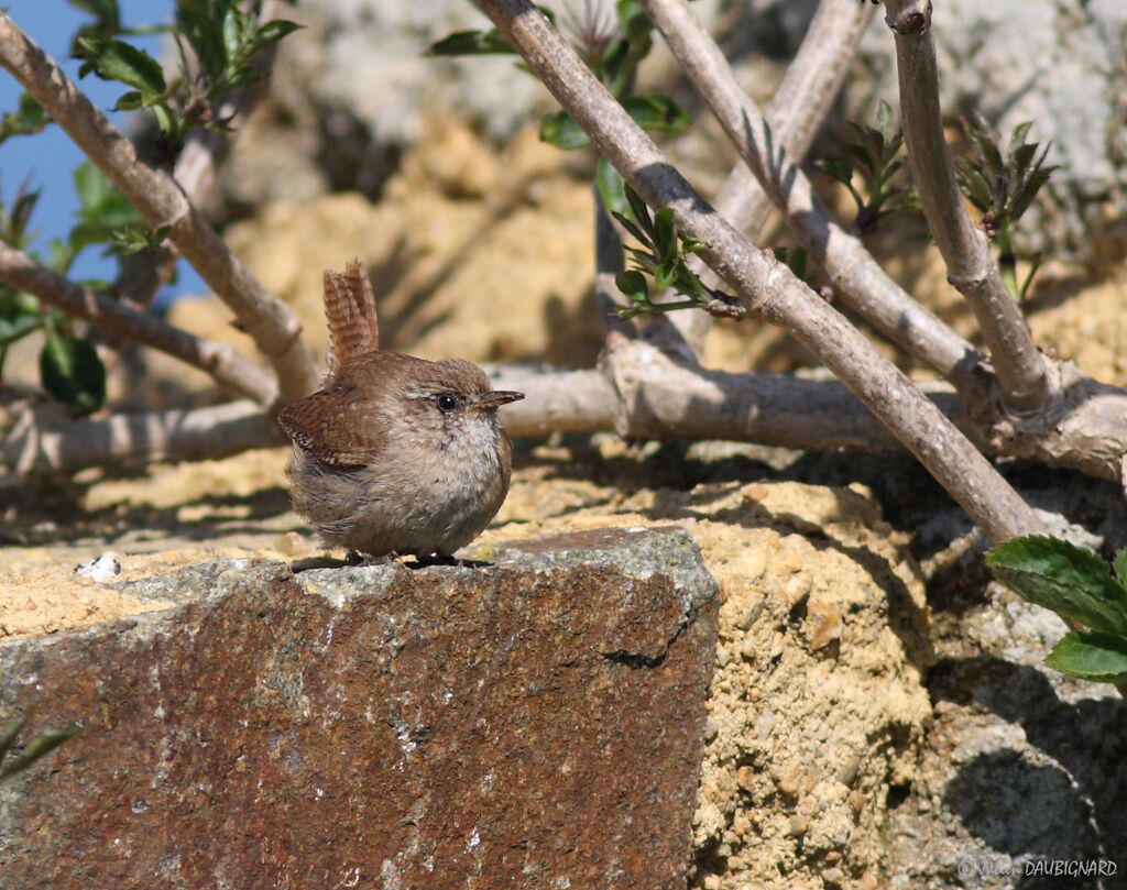 Eurasian Wren, identification