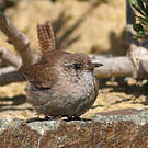 Troglodyte mignon