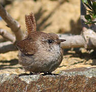 Eurasian Wren