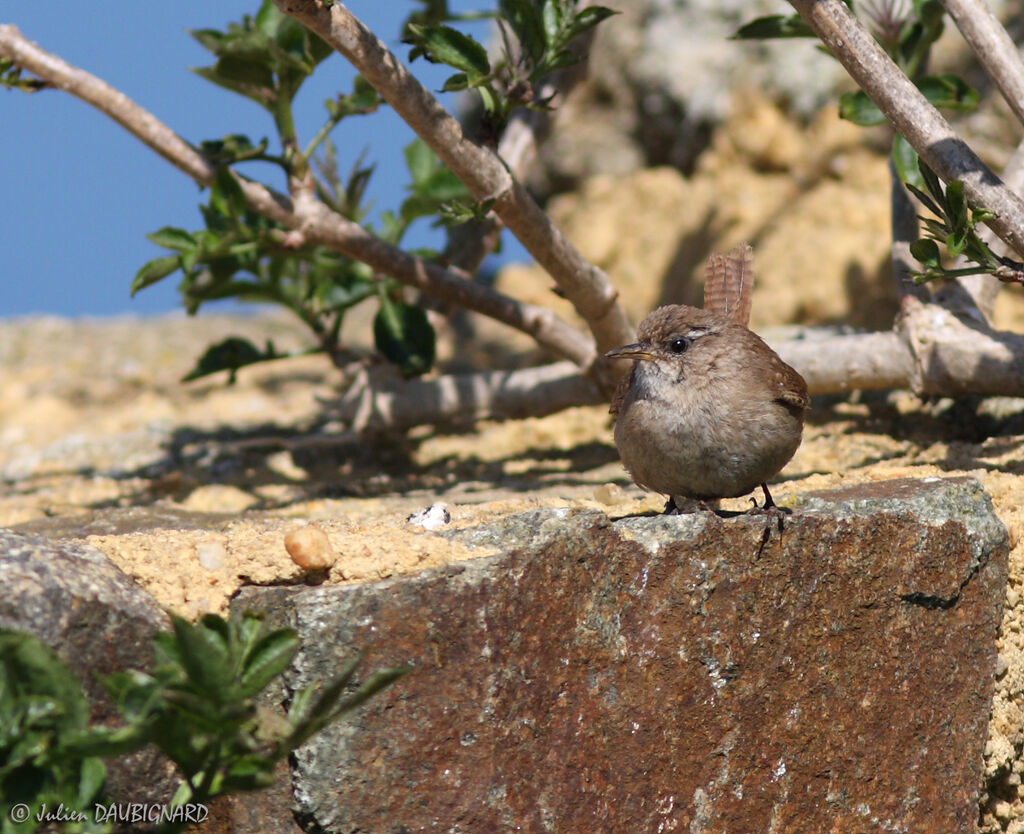 Eurasian Wren, identification