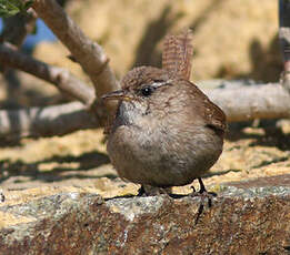 Troglodyte mignon