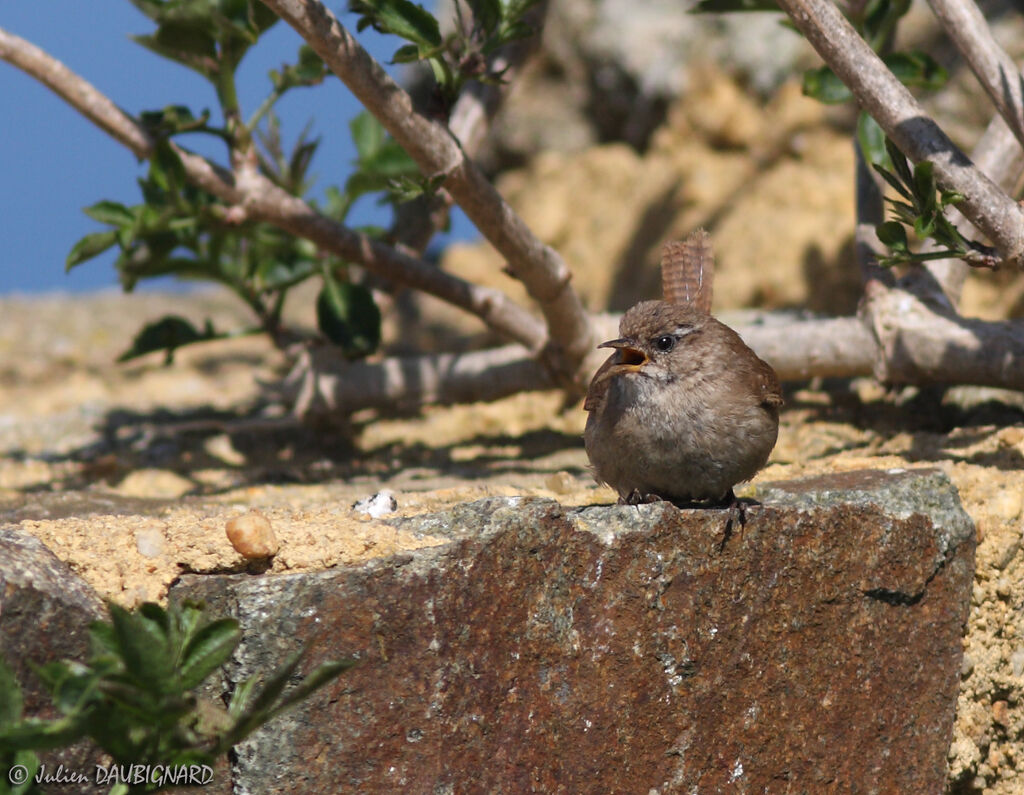 Eurasian Wren, identification