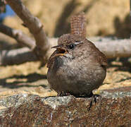 Eurasian Wren