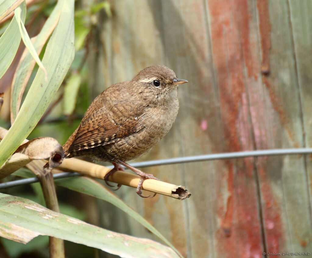 Eurasian Wren, identification