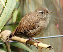 Eurasian Wren