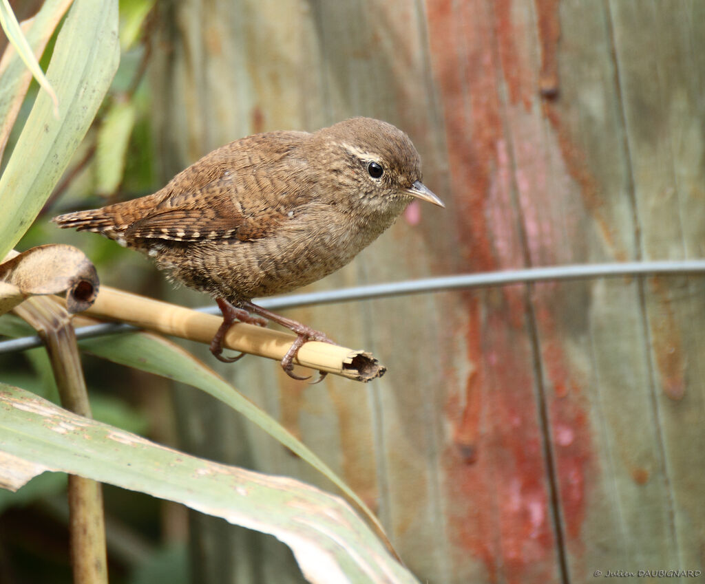 Eurasian Wren, identification