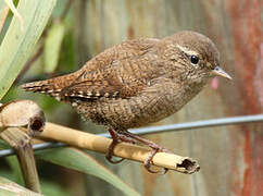 Eurasian Wren