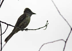 Great Crested Flycatcher