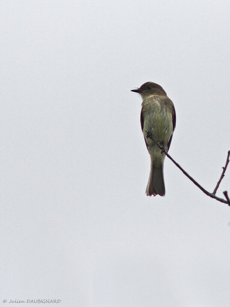 Great Crested Flycatcher, identification